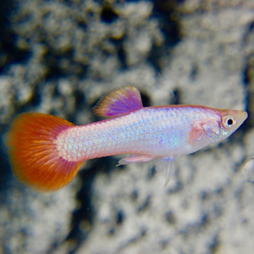 Poecilia reticulatus, Lebistes reticulatus - Guppy mann pink tail